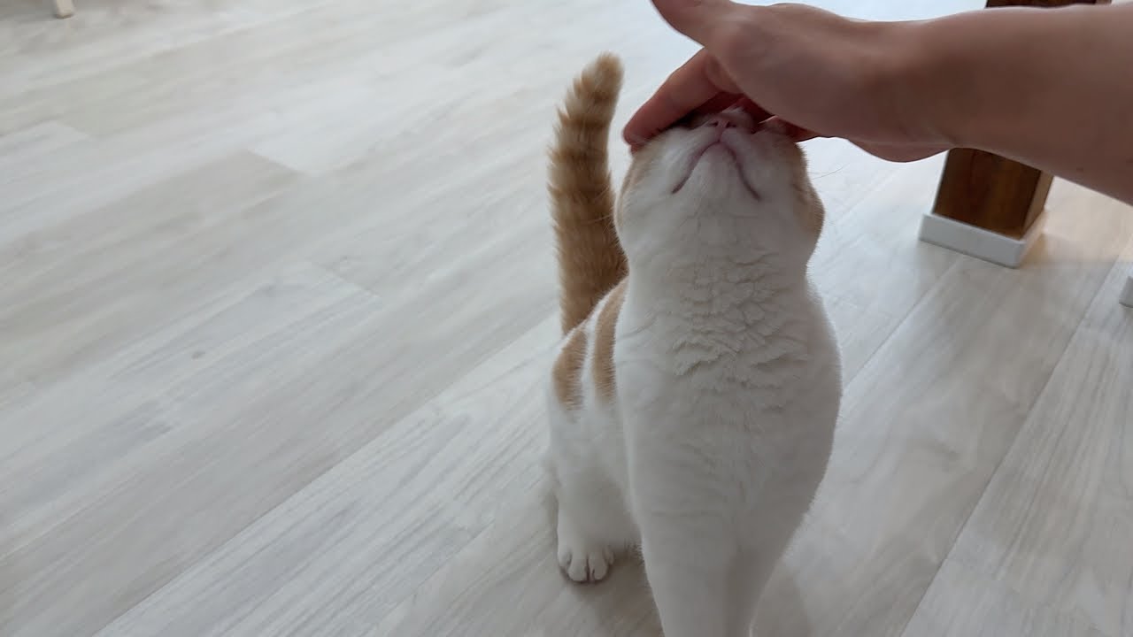 もちまる日記